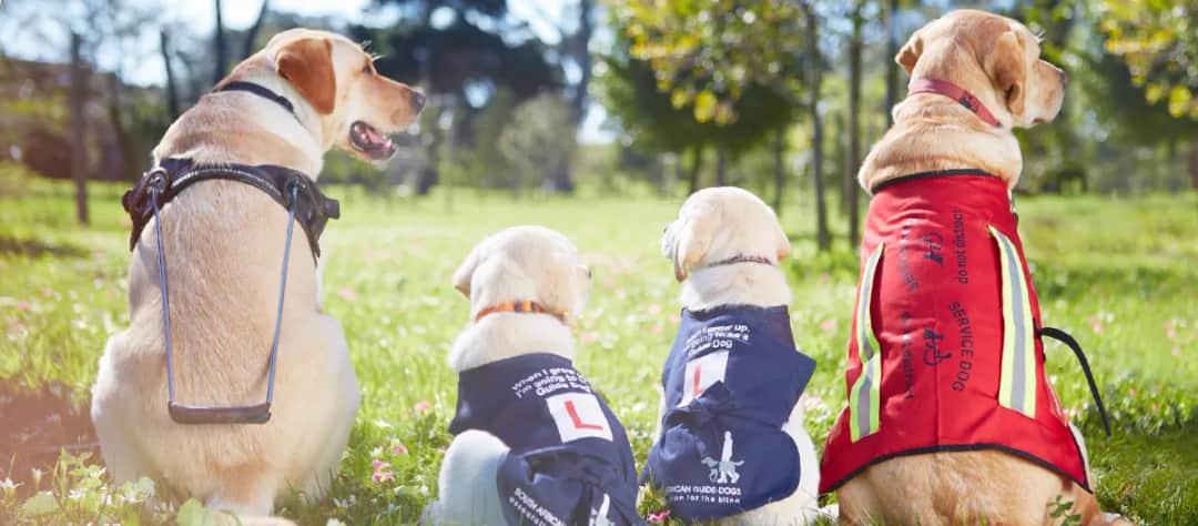 Czego uczą się psy przewodnicy niewidomych podczas treningu? Kluczowe umiejętności i etapy szkolenia