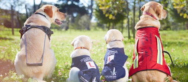 Czego uczą się psy przewodnicy niewidomych podczas treningu? Kluczowe umiejętności i etapy szkolenia